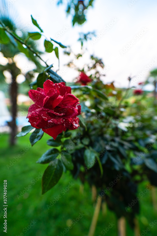 Obraz premium Blooming flowers in a garden