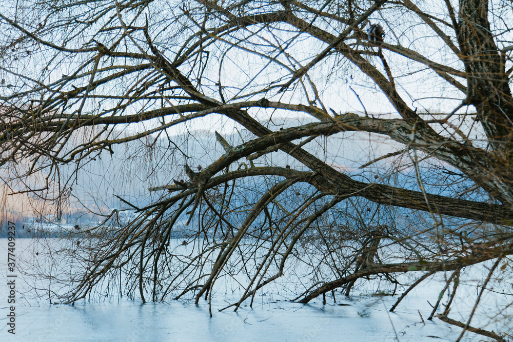 Tree In An Icy Lake In Winter Tree In An Icy Lake In Winter