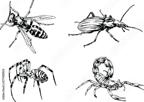 vector drawings sketches different insects bugs Scorpions spiders drawn in ink by hand , objects with no background