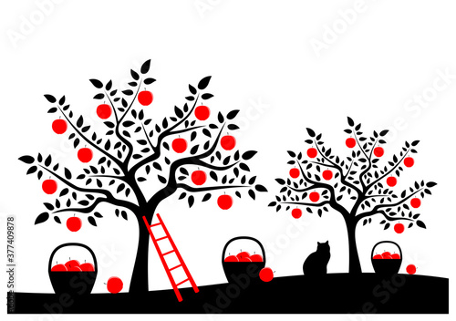 apple tree orchard