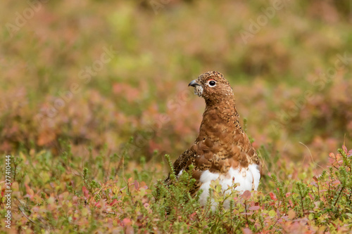 Obraz na plátně Willow ptarmigan (Lagopus lagopus) surrounded by the colors of autumn foliage in