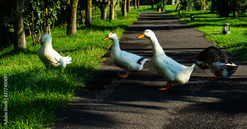 Ducks in Lopota lake photo