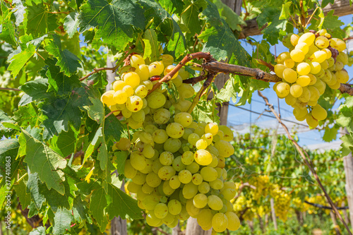 Bunches of ripe white grapes