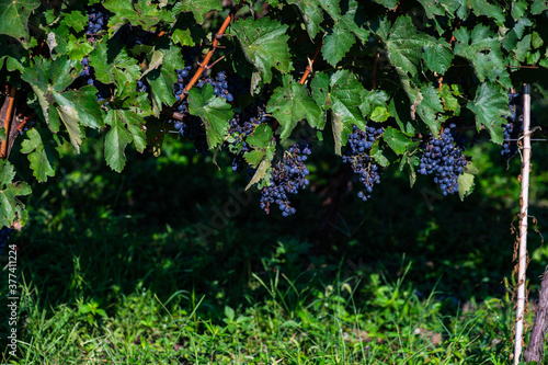 The vineyard in Lopota