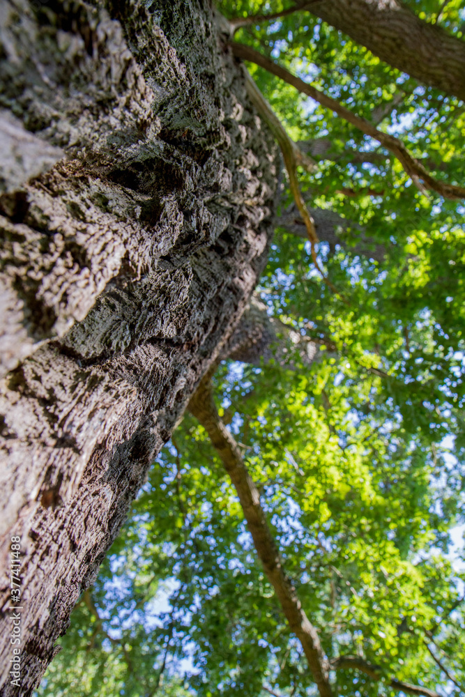 Oak tree seen upwards, focus on the bark
Oak tree seen upwards, focus on the bark