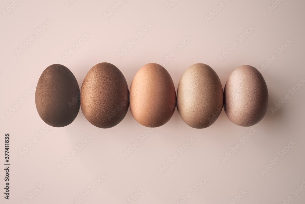 Row of Eggs in Sunlight Row of Eggs in Sunlight