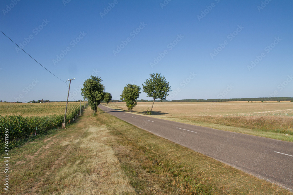 Road among fields in the summer