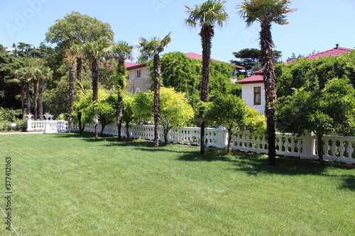 Palm trees in the Crimean botanical garden