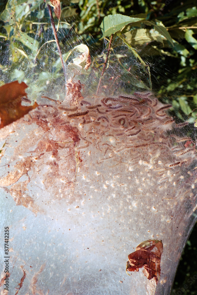 Tent Worms in their tree web Stock Photo Adobe Stock