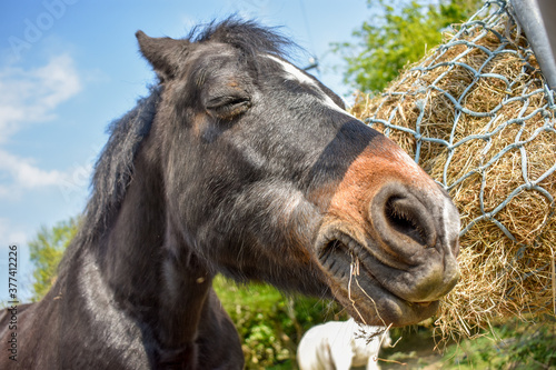 Dark Horse Eating