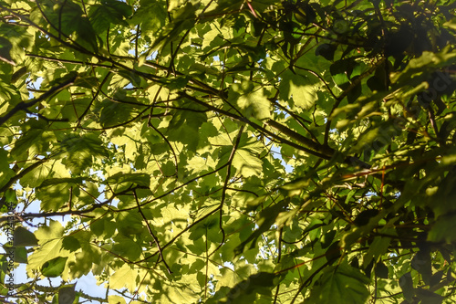 Greenery and Leaves