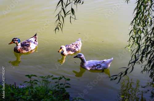 Ducks in Lopota lake photo