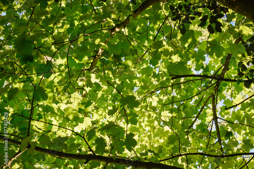 Greenery and Leaves
