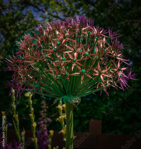 allium flower in full bloom photo