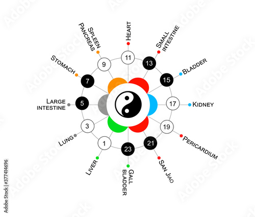 Traditional Chinese organs body clock. Main meridians  - 24 hours. Yin yang indicator : black for yin & white for yang. Colors symbolize elements : fire, water, metal, wood, earth
