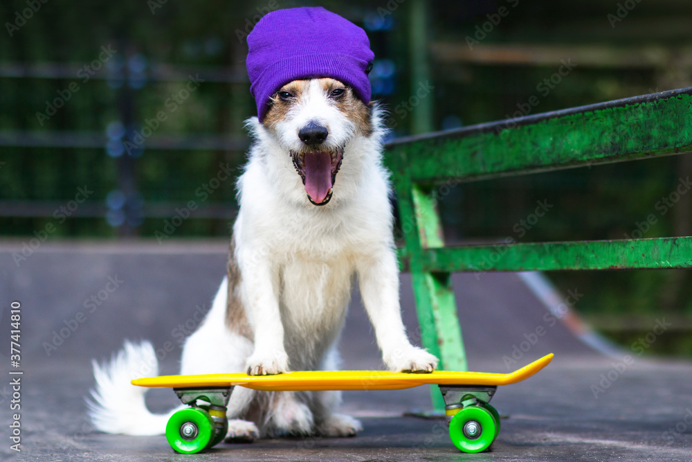 Happy funny dog in a hat riding a skateboard or penny board.
