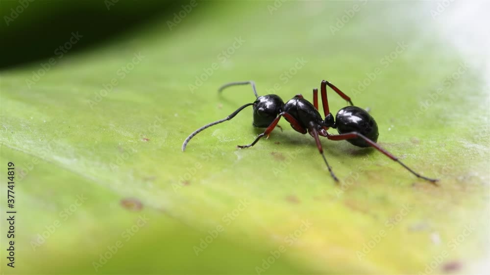 The black ant stands on a green leaf of a water lily on the water surface, macro view. The black ant stands on a green leaf of a water lily on the water surface, macro view.