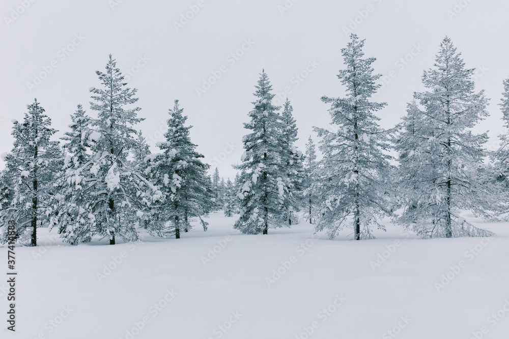 Scandinavian Winter Forest in Lapland Scandinavian Winter Forest in Lapland