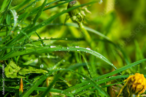 In the Morning dew on the grass © areporter