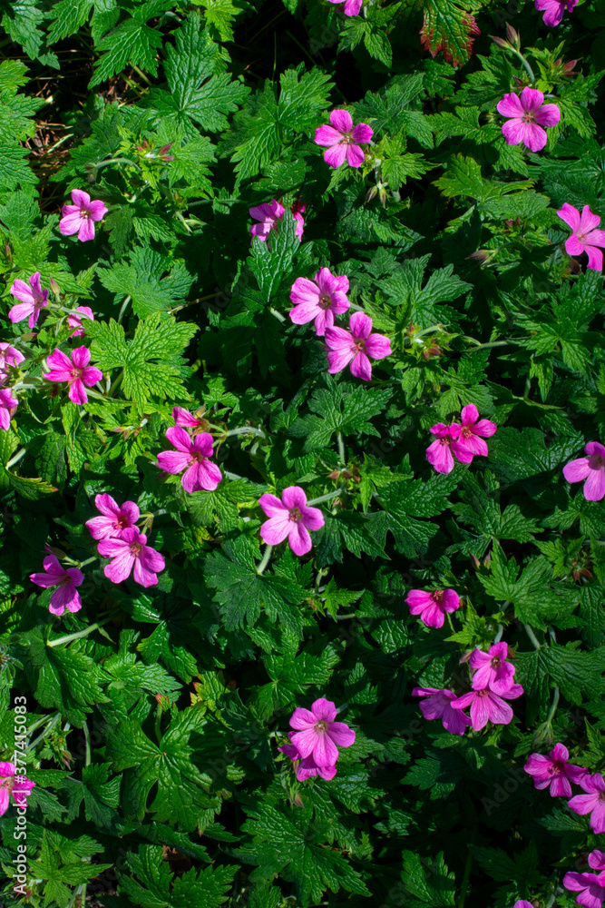 Pink Pansies in Bloom Pink Pansies in Bloom