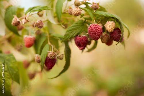 Ripe raspberries hang on green twigs. Blurred background. Close-up. © XELAR