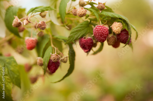 Ripe raspberries hang on green twigs. Blurred background. Close-up.