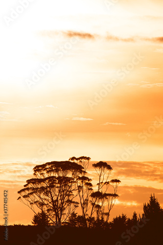 Kauri Baum Neuseeland