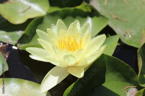 Yellow water lily on the lake in the Yalta Botanical Garden