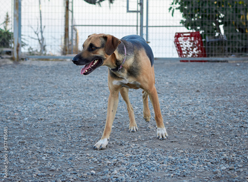 Closeup of a brown and black dog playing at outdoors at daytime