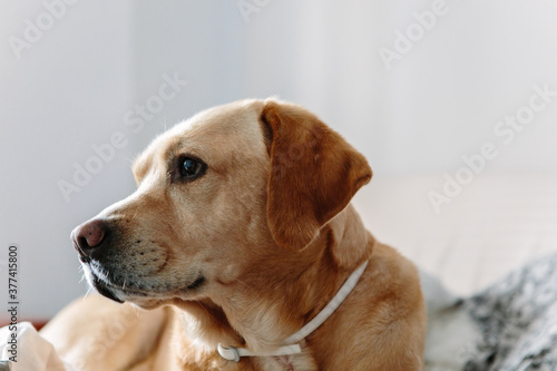 Labrador dog photo