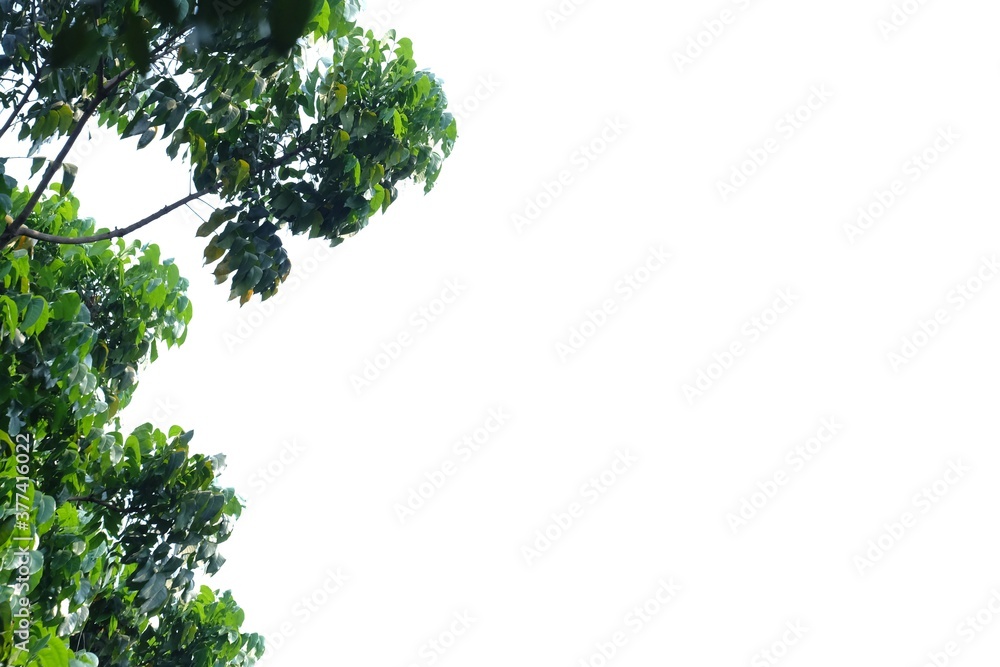 Fototapeta premium Tropical tree with leaves branches and sunlight on white isolated background for green foliage backdrop 