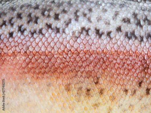 Macro shot of healthy rainbow trout skin. Fish scale texture for background. Colorful concept