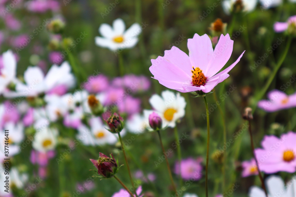 Light airy pink flower on a flower garden background, close-up, side view Light airy pink flower on a flower garden background, close-up, side view