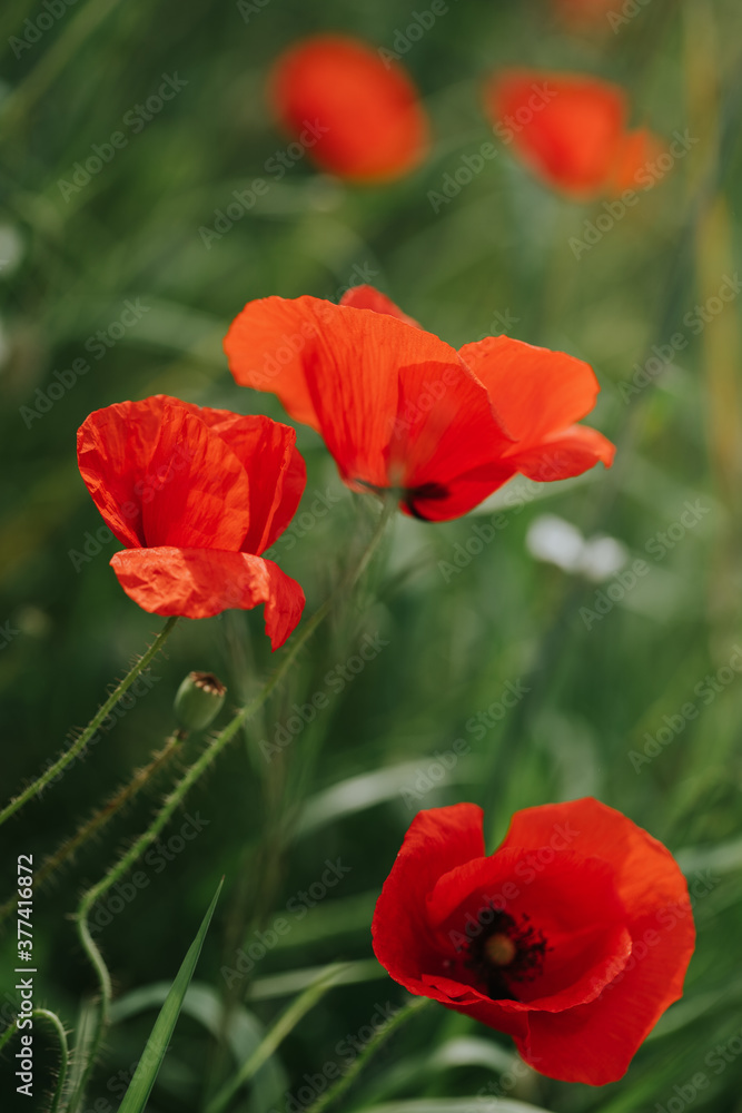 Single vivid red corn poppy growing in a field Single vivid red corn poppy growing in a field