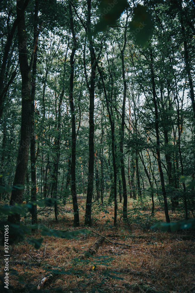 Fototapeta premium Wald