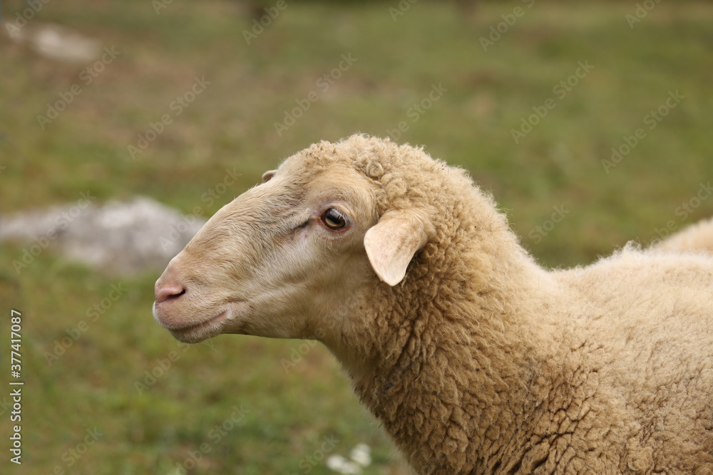 A herd of white sheep grazes on a fenced pasture A herd of white sheep grazes on a fenced pasture
