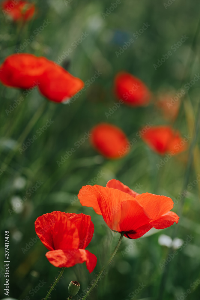 Single vivid red corn poppy growing in a field Single vivid red corn poppy growing in a field