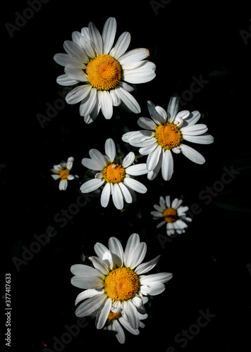 Daisy Flowers in Bloom © alan