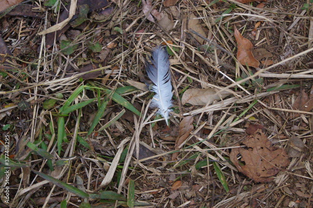 forest floor with a white bird feather
forest floor with a white bird feather