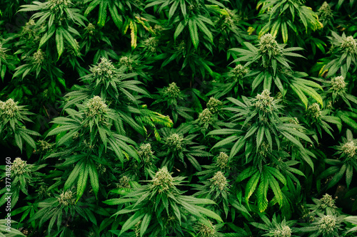 Cannabis Plants photo