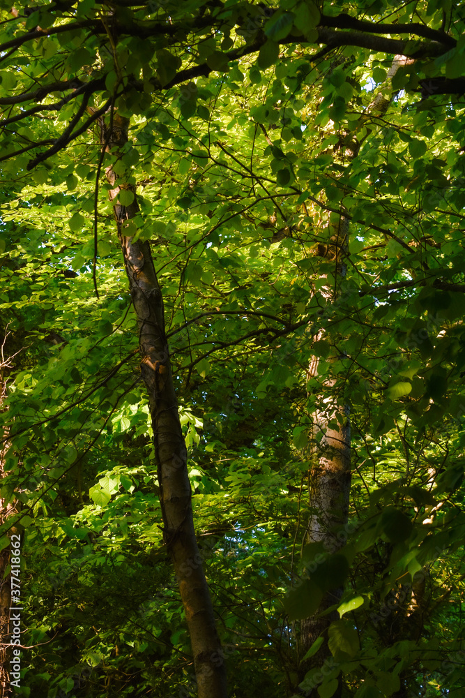 Obraz premium Macro Leaf In Beautiful Light and Shade