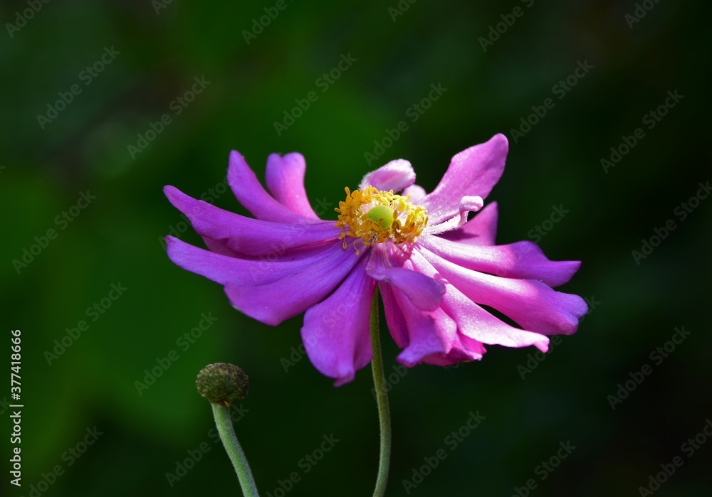 Anemone flower