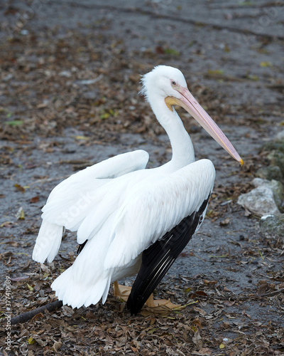 White Pelican stock photos. White Pelican close-up profile view with spread wings and fluffy white feathers wings enjoying the sun in its environment and surrounding. Image. Picture. Portrait.