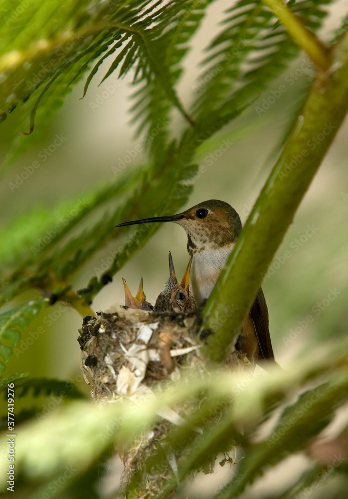 Naklejka premium Anna`s Hummingbird, (Calypte anna) feeding her chicks