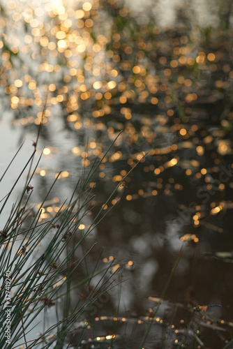 Sonnen Untergang über dem Wasser eines Teichs mit Pflanzen