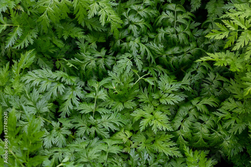 Thickets of wild carrots. Green plant background