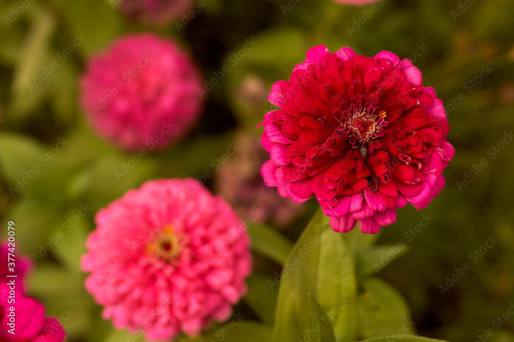 The zinc is an annual herbaceous plant, a species of the genus Cinnia of the Astra family. The zinnia is elegant, along with the petunia hybrid The zinc is an annual herbaceous plant, a species of the genus Cinnia of the Astra family. The zinnia is elegant, along with the petunia hybrid