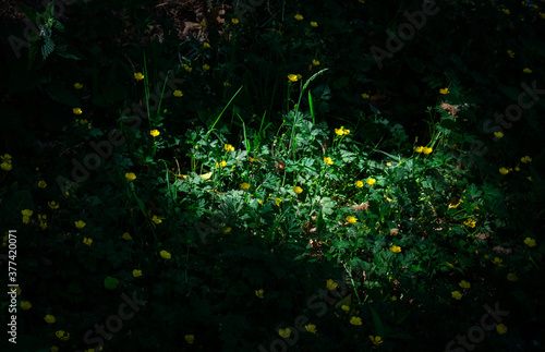 buttercups in green grass © alan