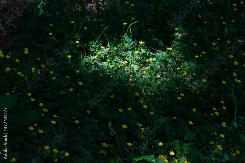 Light and Shade in Natural Foliage