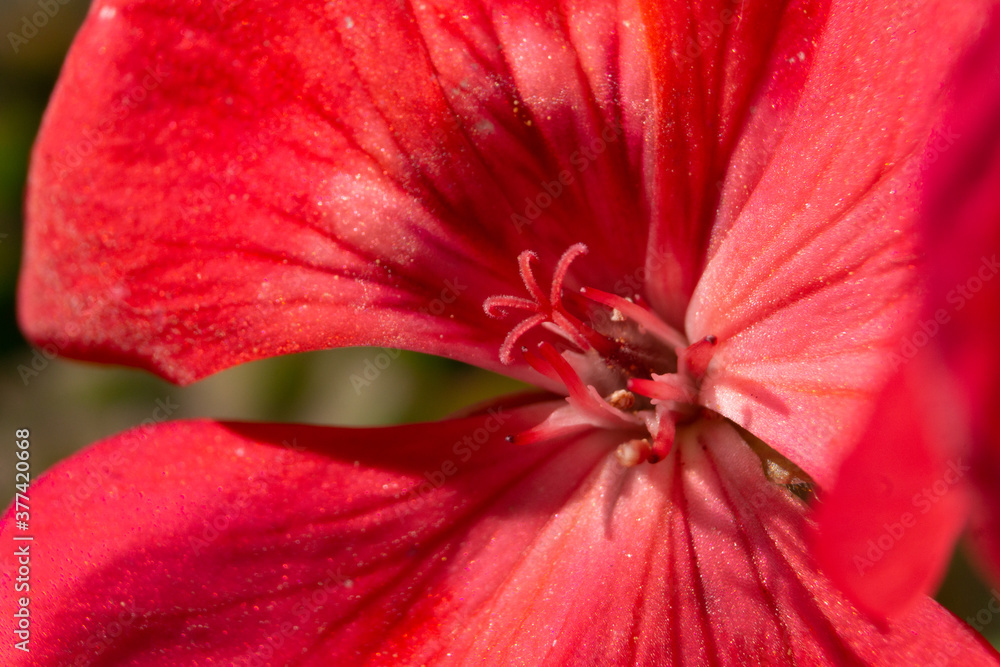 Nah aufnahme einer Roten Geranie 